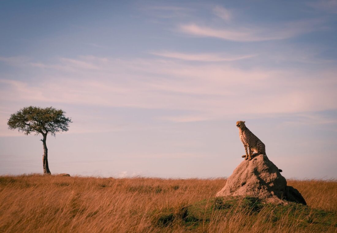 Cheetah surveying the Maasai Mara from a termite mound