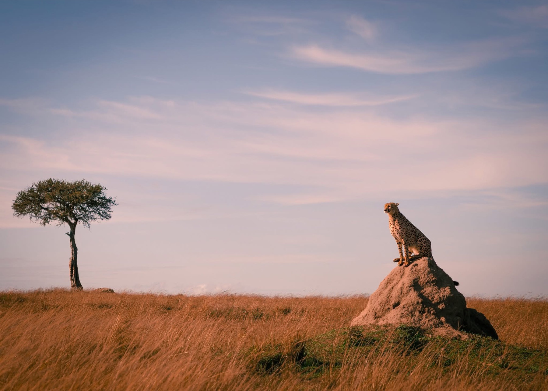 Cheetah watching the Maasai Mara from a termite mound