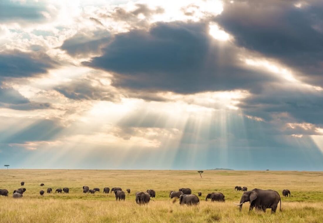 Elephant herd beneath shafts of sunlight across the Maasai Mara grasslands