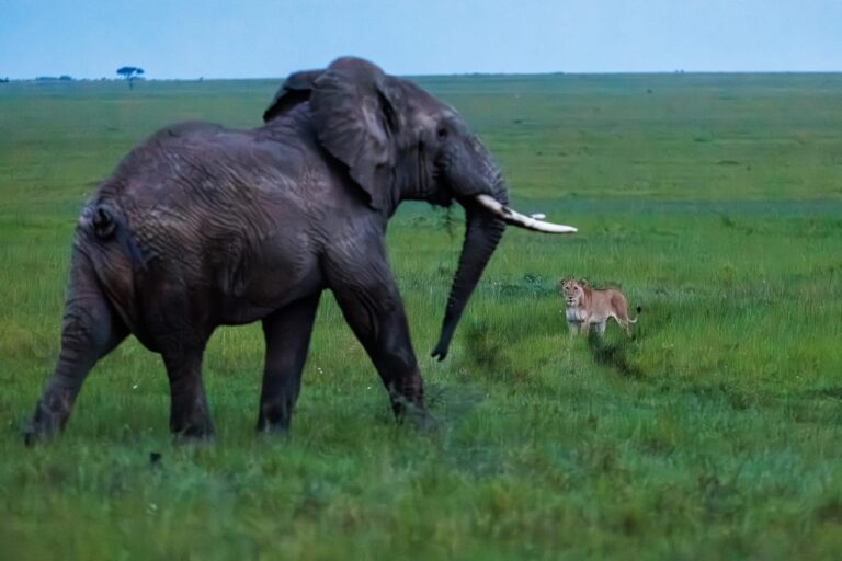 Elephant moving past a lioness in open Maasai Mara grassland