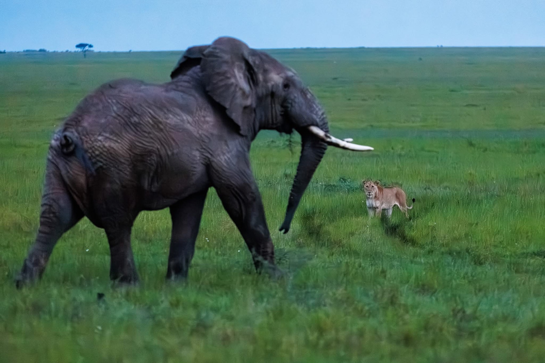 Elephant moving past a lioness in open Maasai Mara grassland