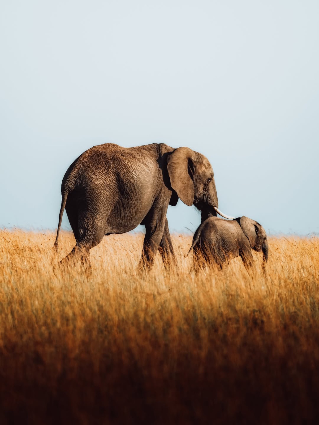 Elephant mother and calf in open Mara grassland