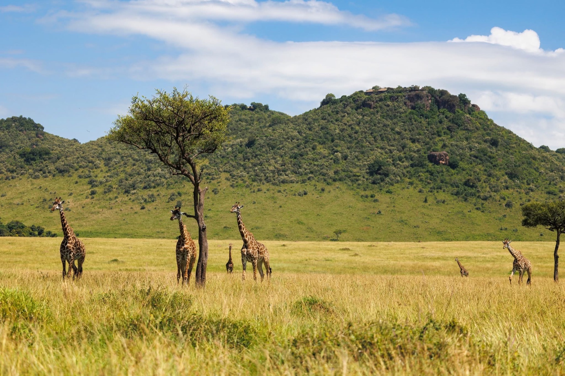 Giraffes across the Mara plains