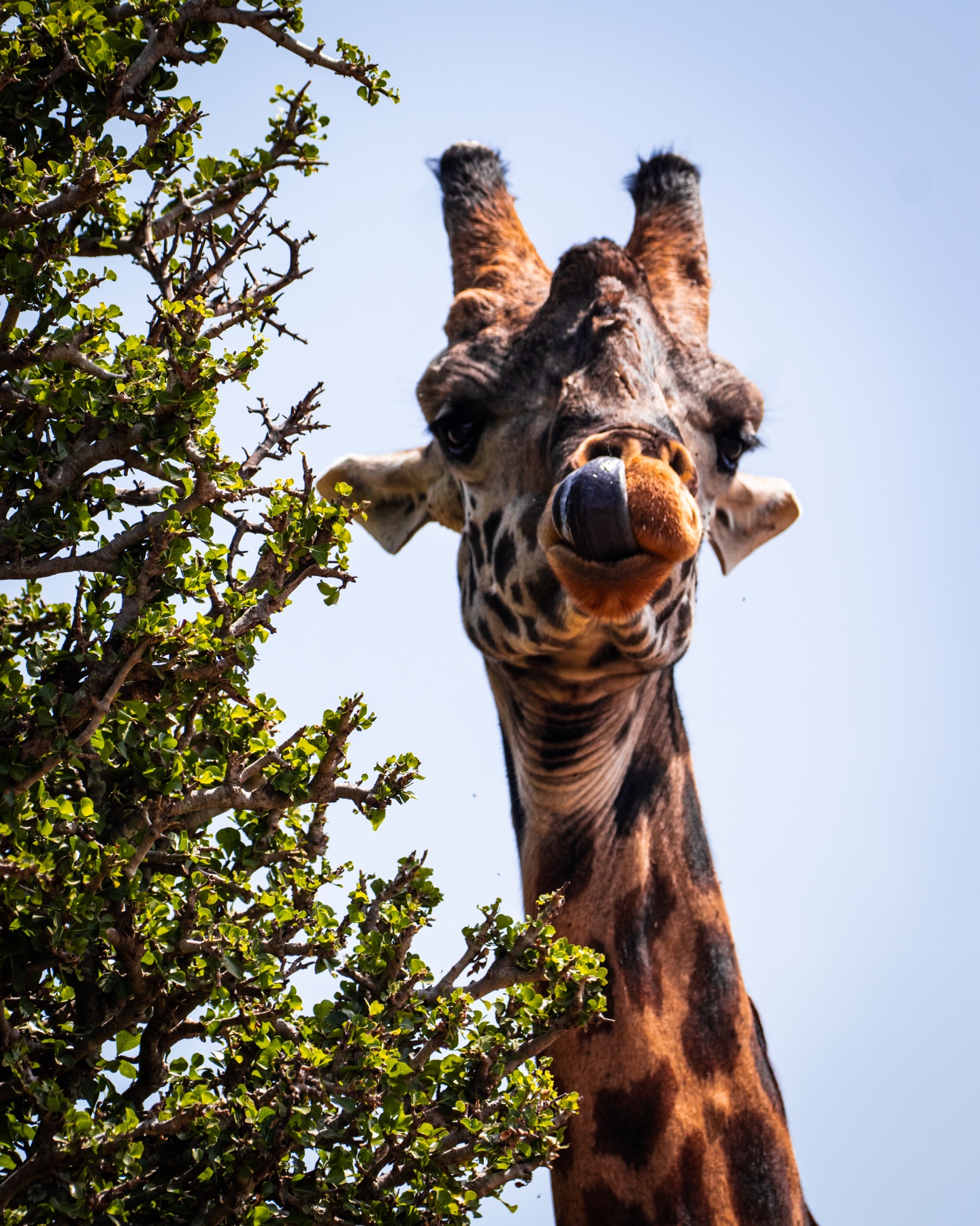 Giraffe portrait