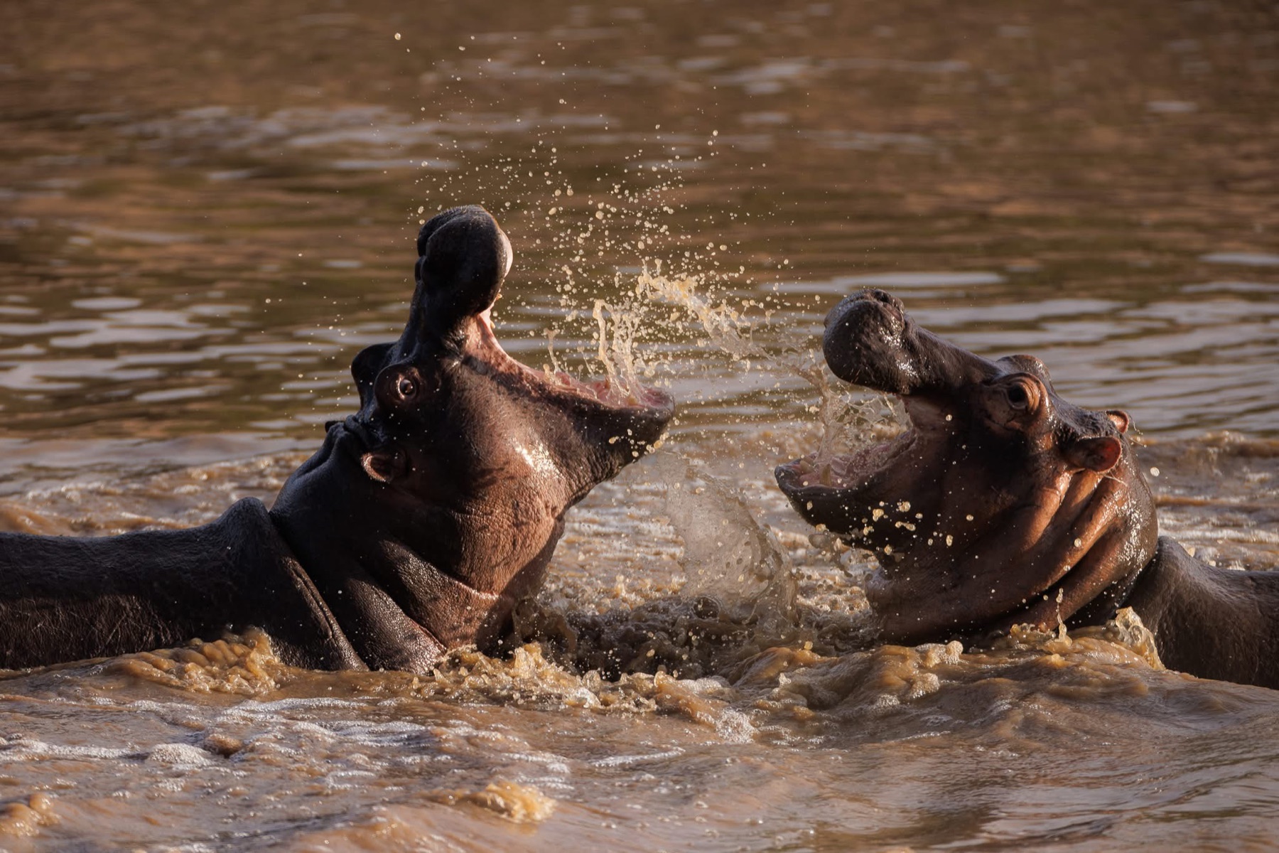 Hippos displaying in a Mara waterway