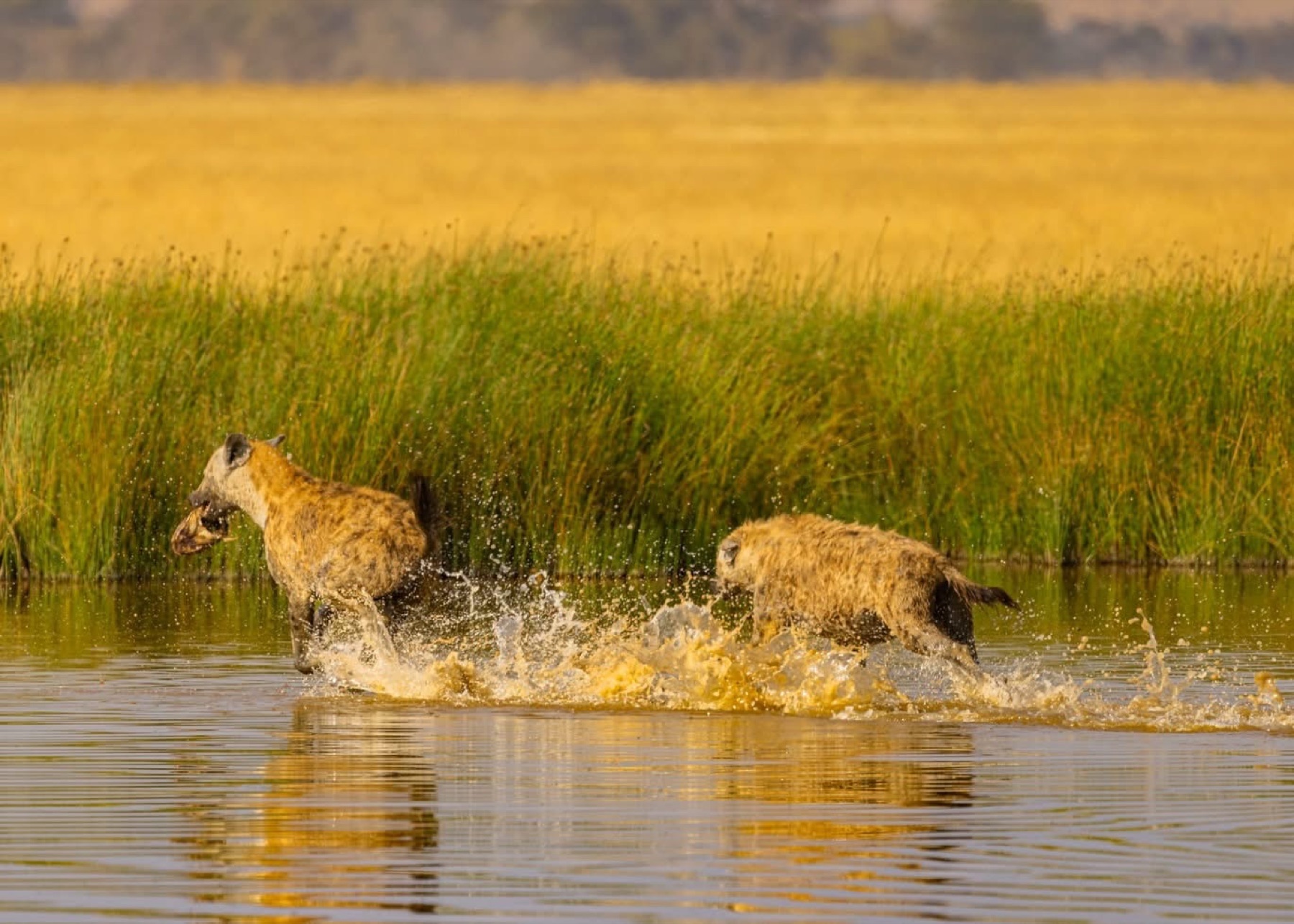 Spotted hyenas in shallow water