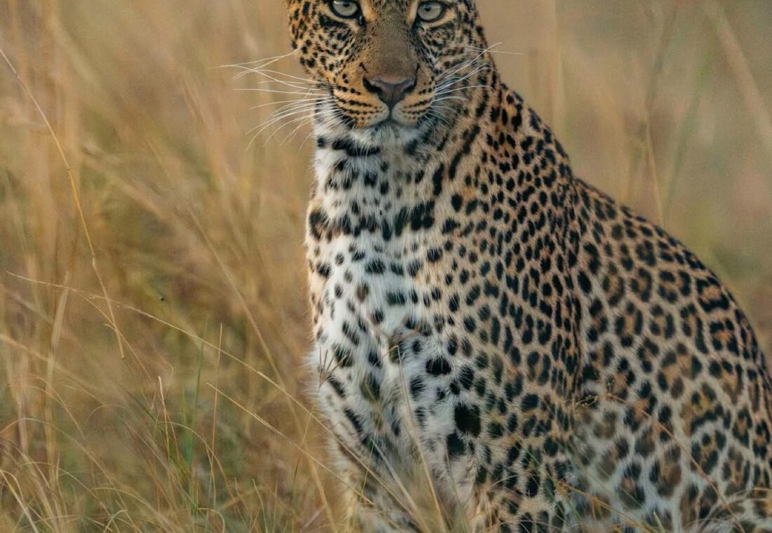 Leopard portrait in tall Maasai Mara grass