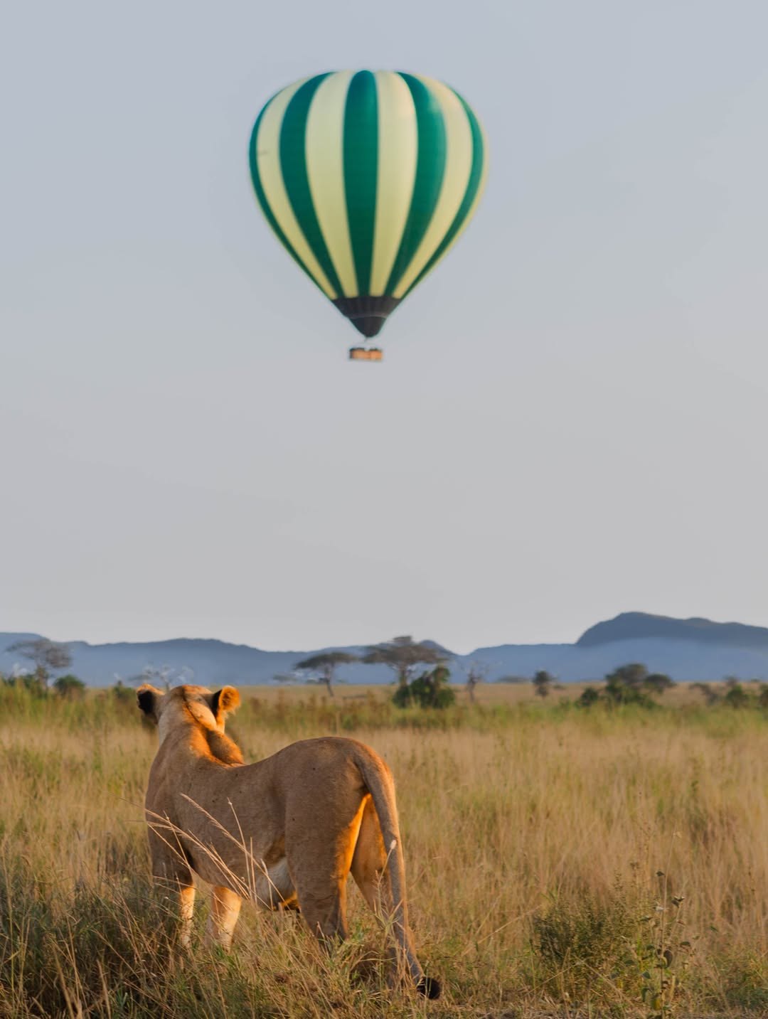 Lion watching a hot-air balloon cross the Maasai Mara at sunrise