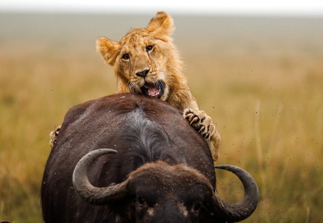 Young lion holding onto a buffalo during a wildlife encounter in the Maasai Mara