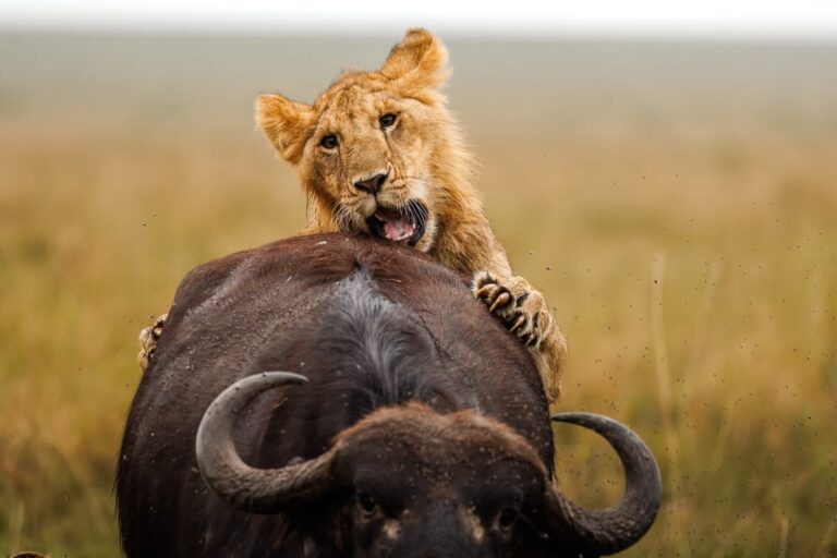 Young lion holding onto a buffalo during a wildlife encounter in the Maasai Mara