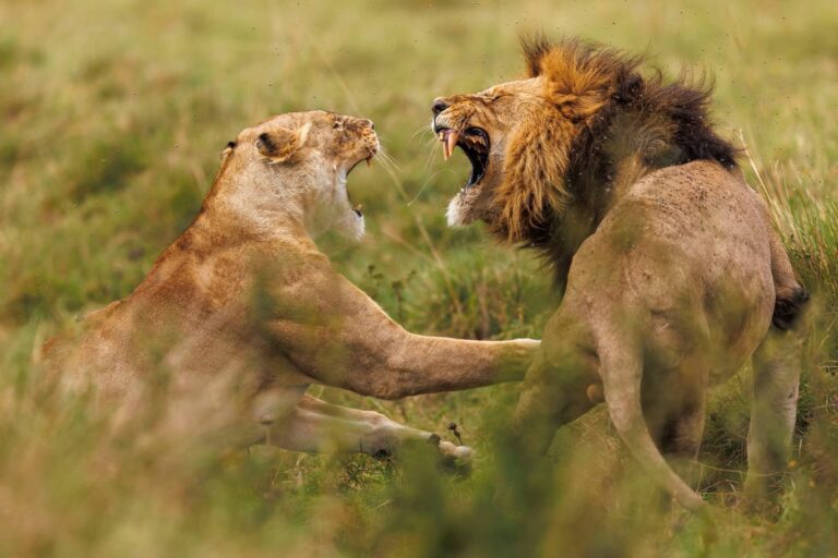 Lioness and male lion interacting in the Maasai Mara
