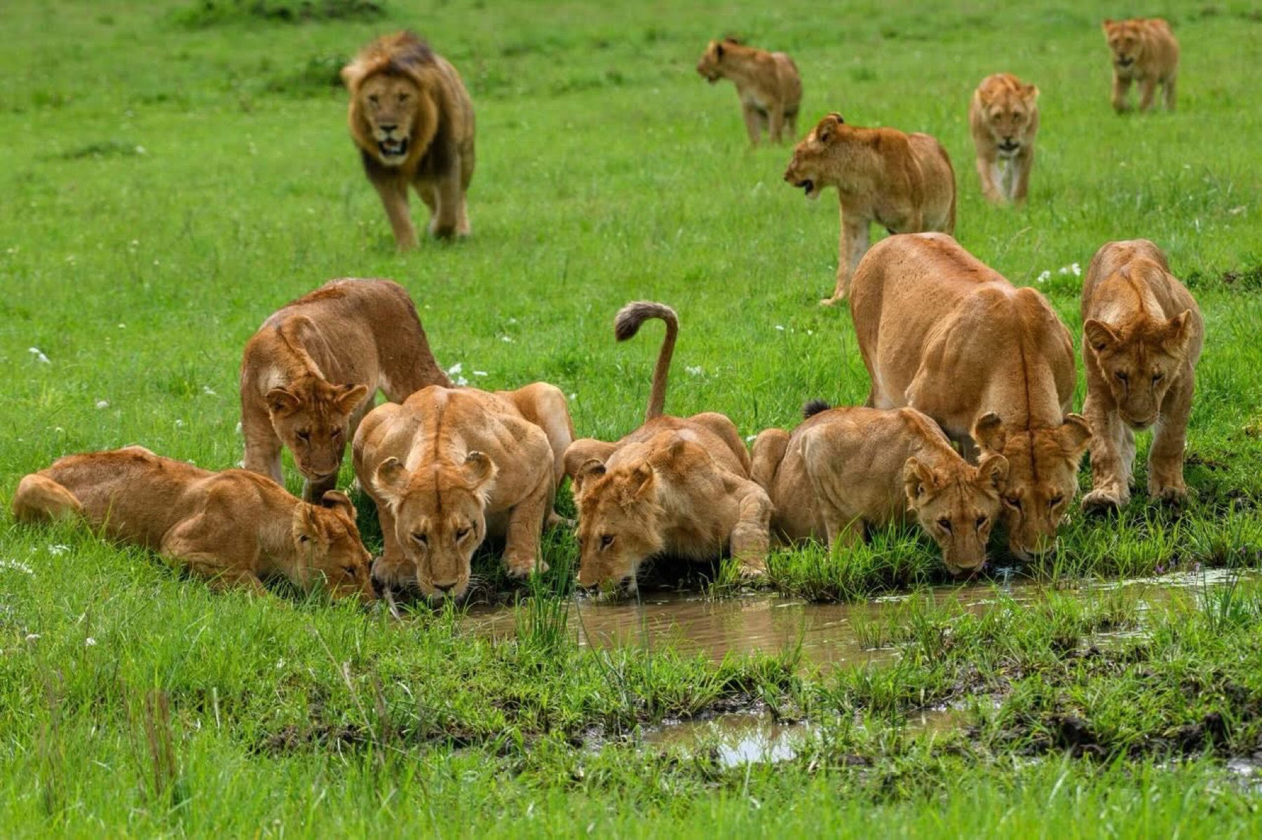 A Maasai Mara lion pride gathering at a seasonal pool