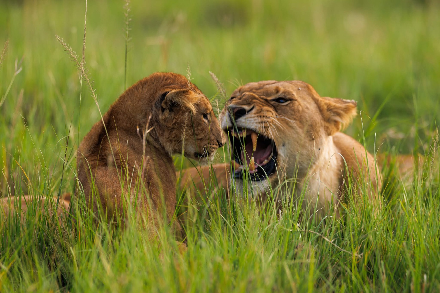 Lions interacting in green Mara grass