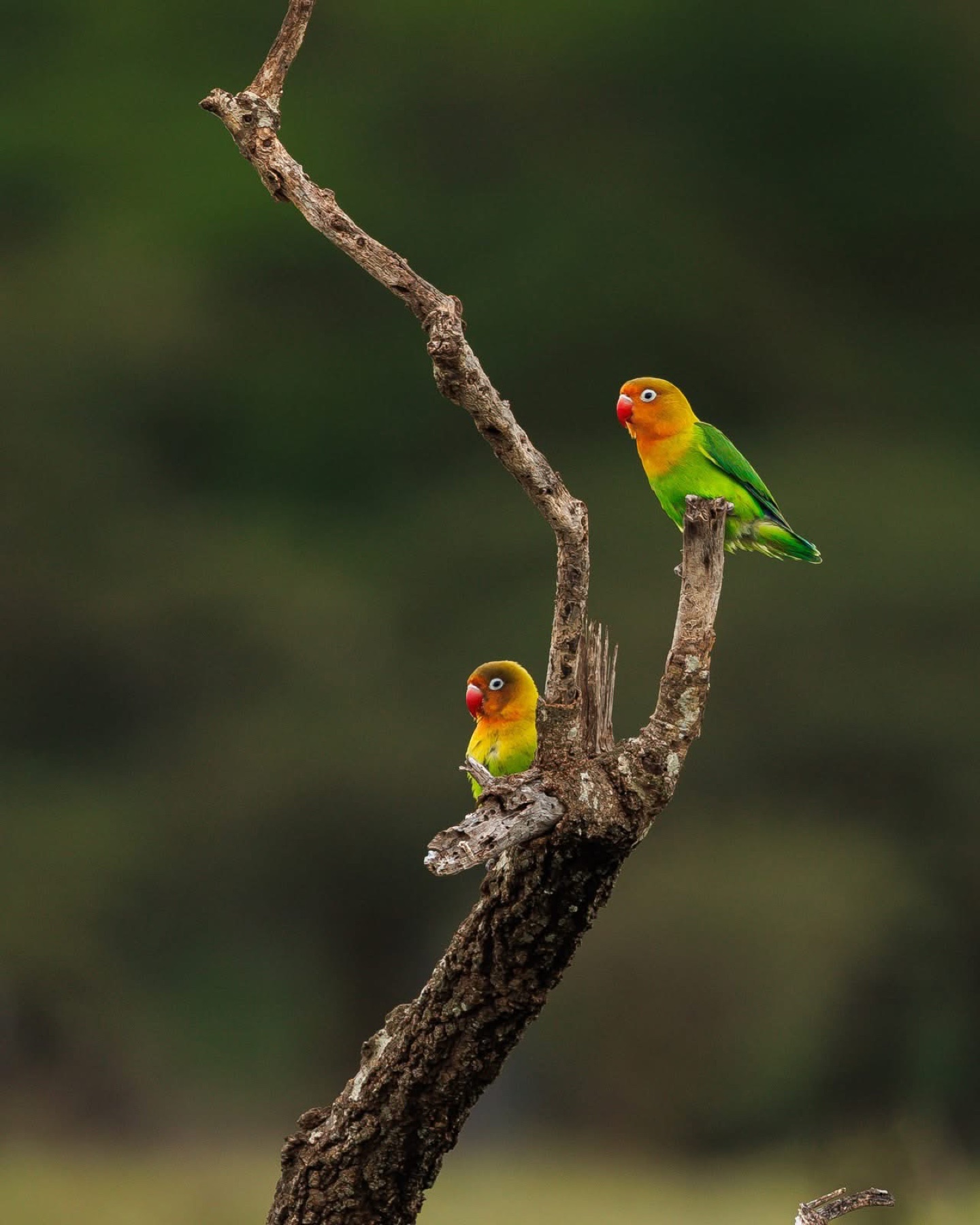 Colourful lovebirds perched on a branch