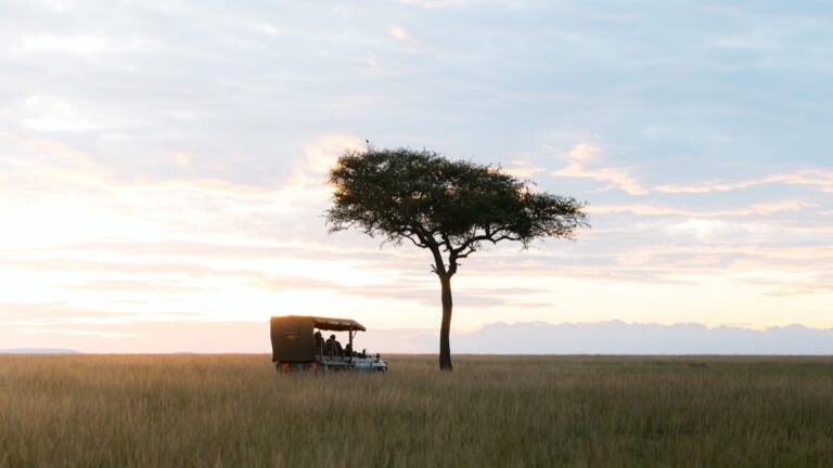 Private safari vehicle beside a lone acacia tree in the Maasai Mara