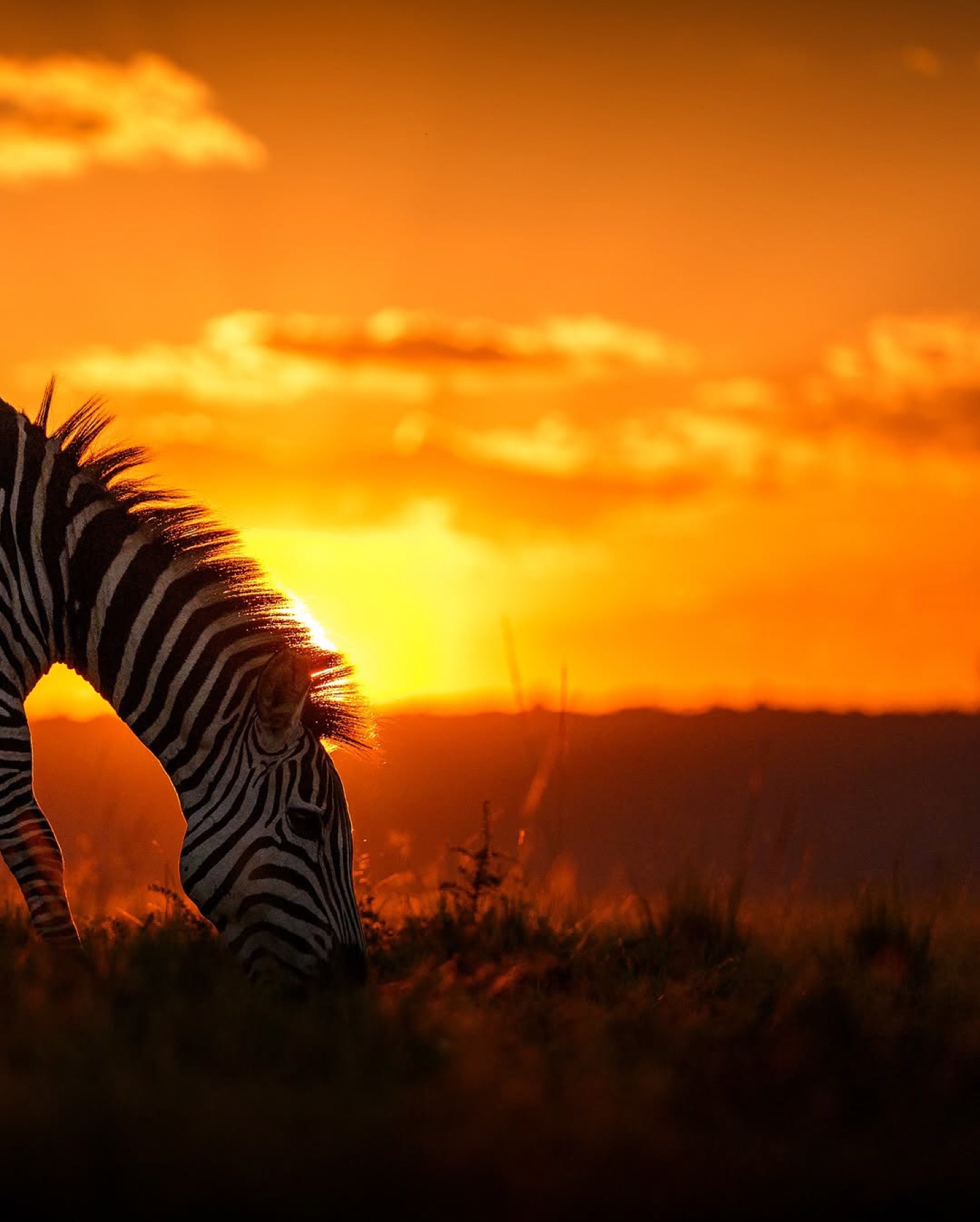Zebra in golden dry-season light
