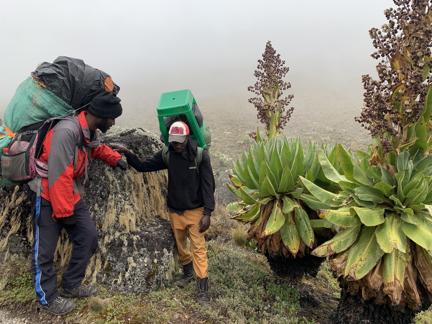 Giant lobelias in Mount Kenya's Afro-alpine zone