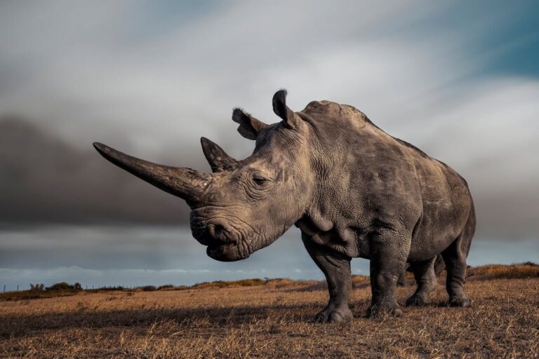 White rhinoceros on the Ol Pejeta Conservancy plains