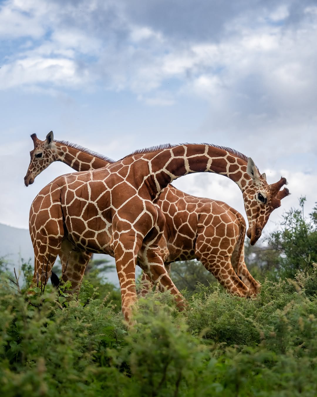 Three reticulated giraffes moving through bush in northern Kenya