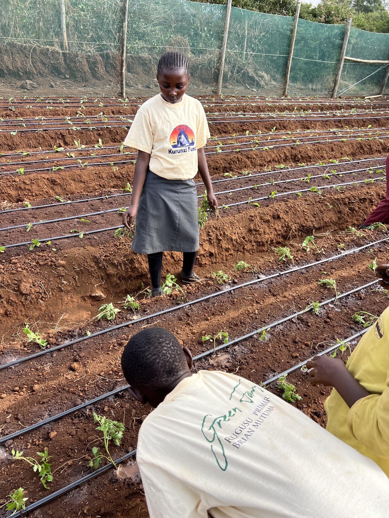 Students planting vegetables beside drip irrigation lines at Rugusu Primary School.