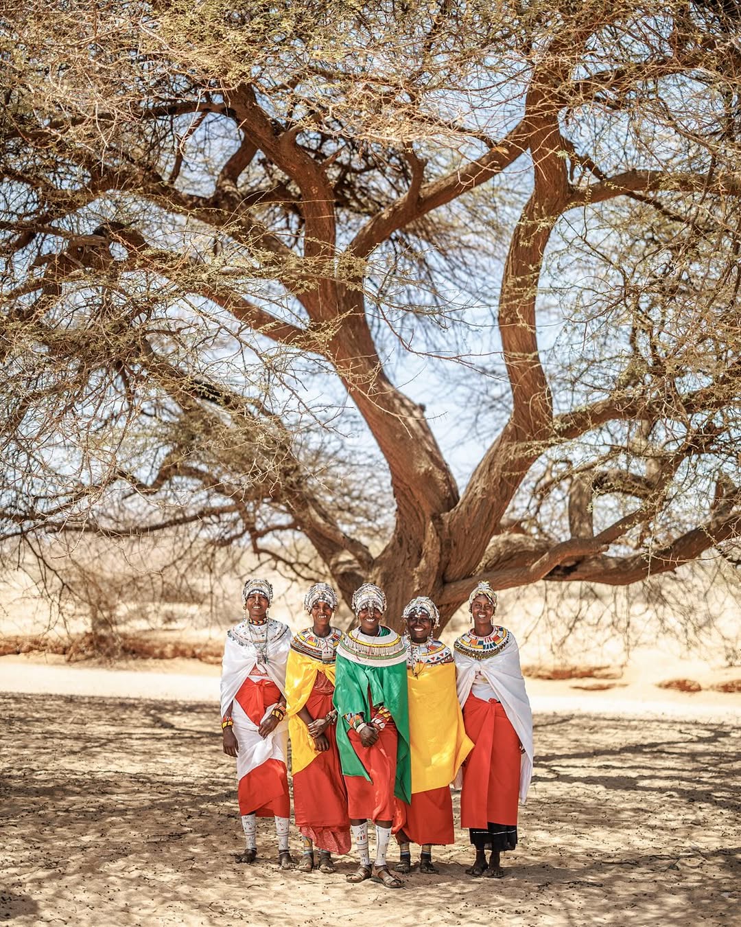 Five Samburu women in colourful clothing standing beneath a broad acacia tree