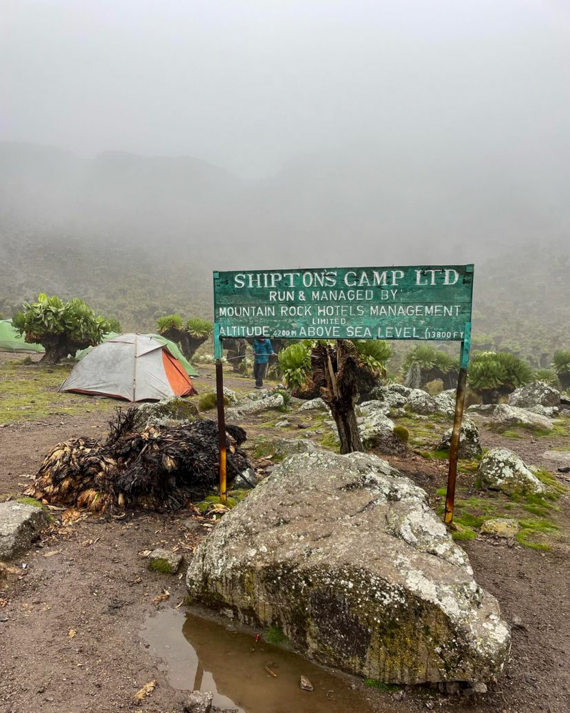 Tent and Shipton’s Camp sign among giant lobelias in misty Mount Kenya weather