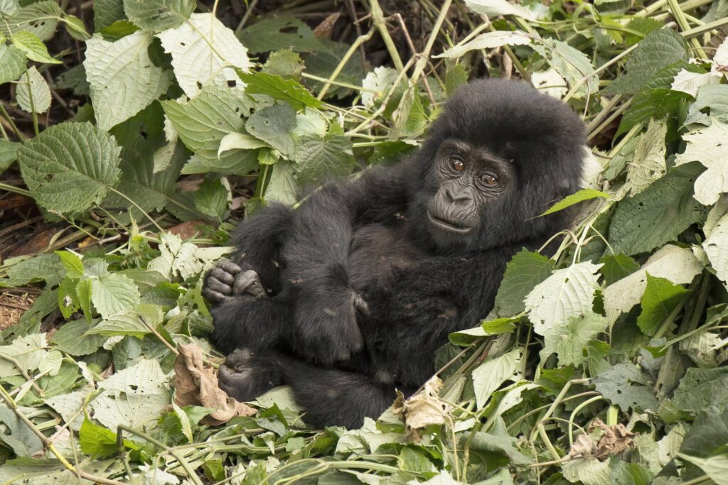 Young mountain gorilla from the Mubare group in Buhoma, Bwindi