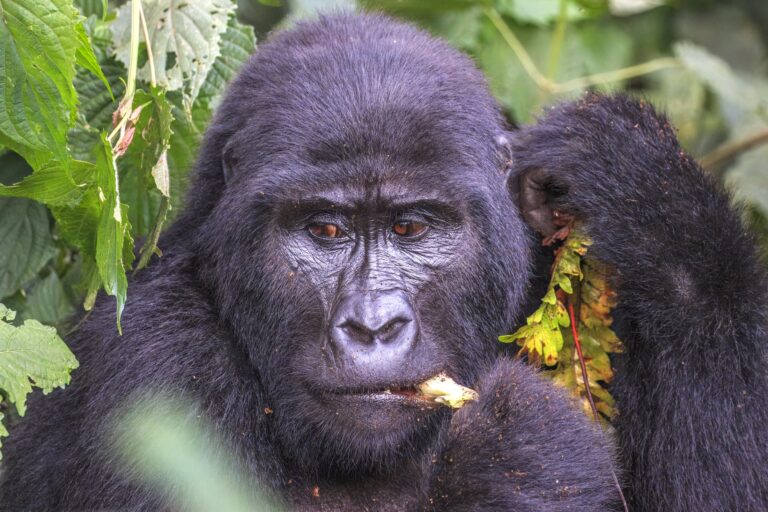 7-Day Uganda Great Apes Journey