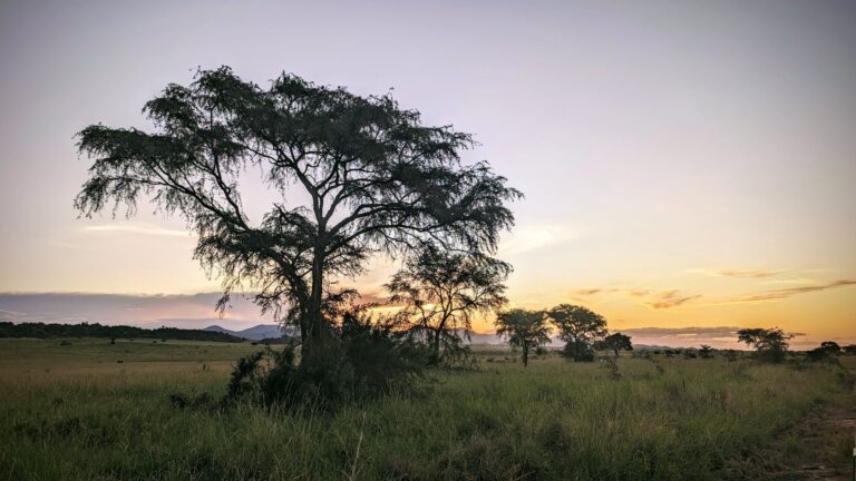 4-Day Private Fly-In Kidepo Safari