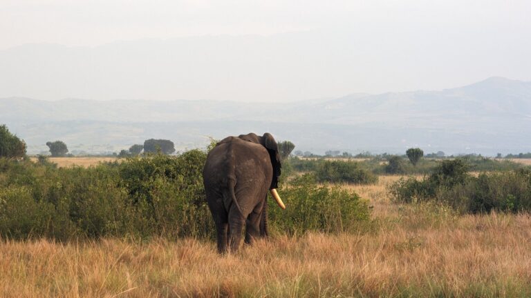 6-Day Queen Elizabeth & Bwindi Gorilla Journey