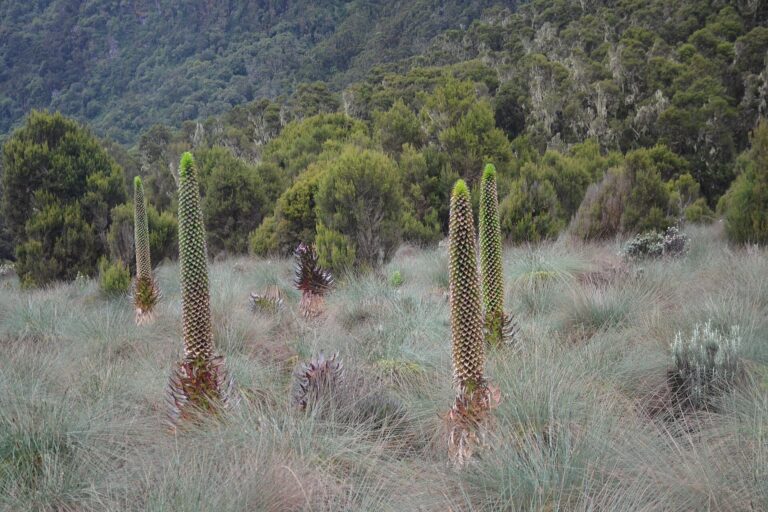 5-Day Rwenzori Bujuku Valley Trek