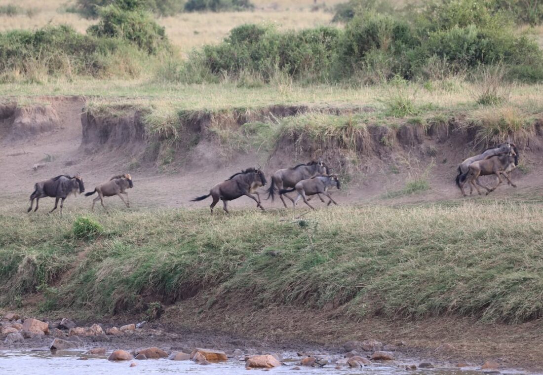 Wildebeest running beside an eroded riverbank in northern Serengeti
