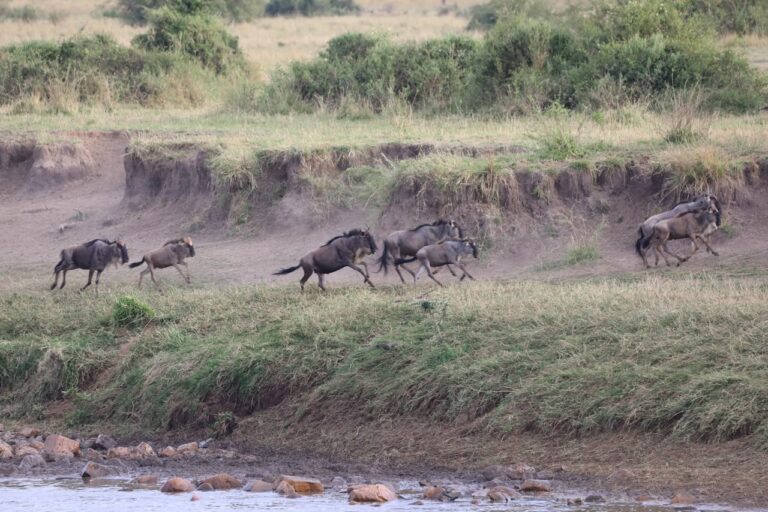 Wildebeest running beside an eroded riverbank in northern Serengeti