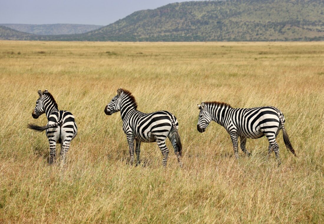 Three zebras standing on the open grasslands of Serengeti National Park