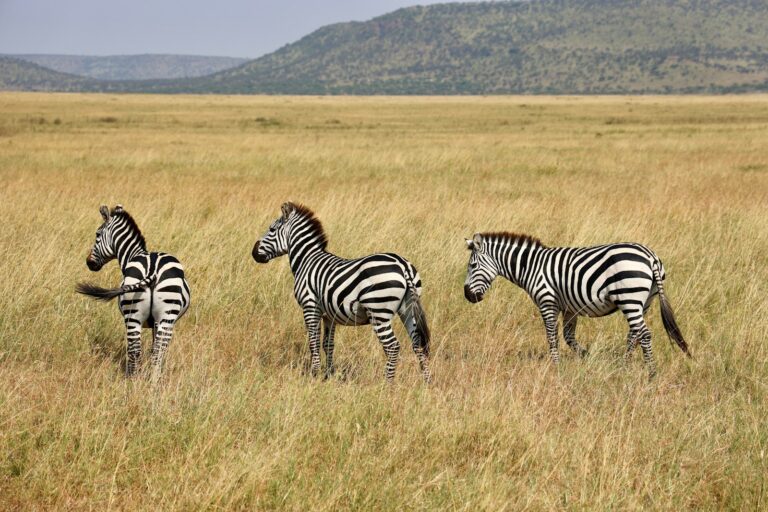 Three zebras standing on the open grasslands of Serengeti National Park