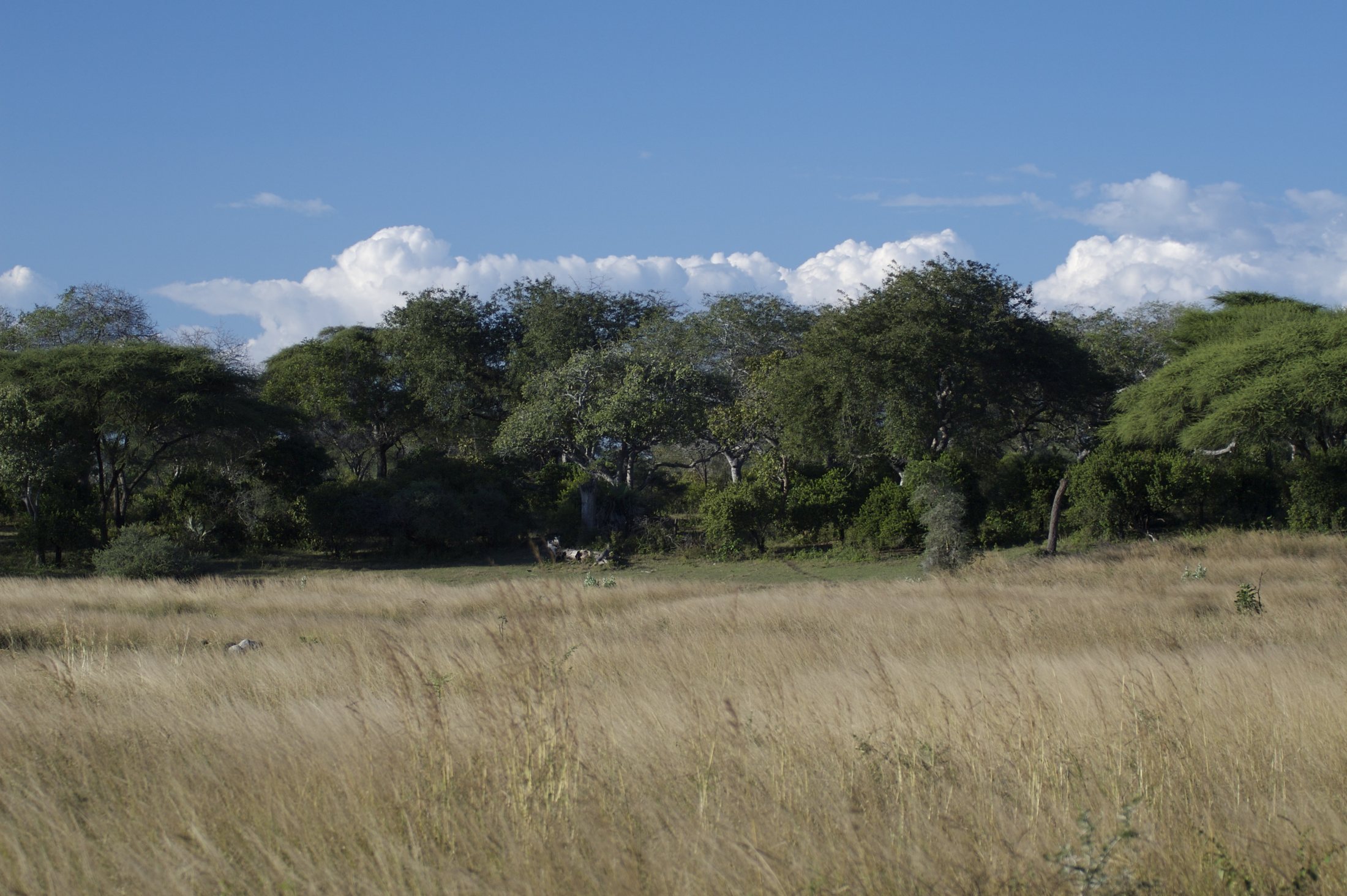 Riverside grassland and woodland in Katavi National Park