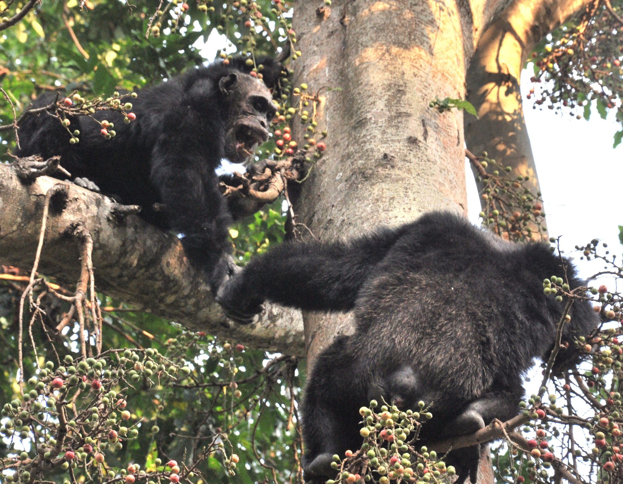 Adult chimpanzees in a fig tree in Mahale Mountains National Park