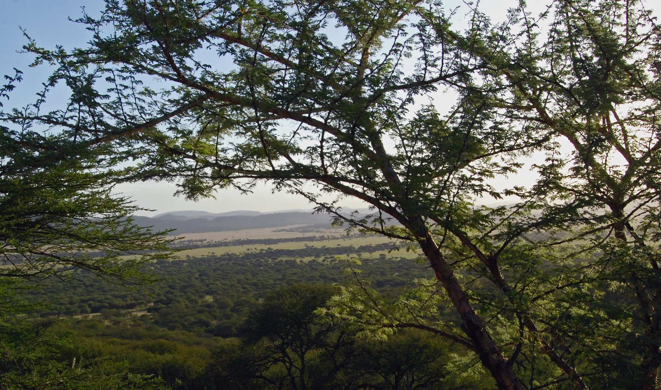 Late-afternoon Serengeti view from Serengeti Serena Safari Lodge