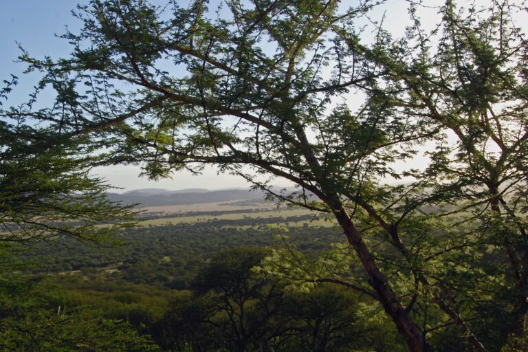 Late-afternoon Serengeti view from Serengeti Serena Safari Lodge