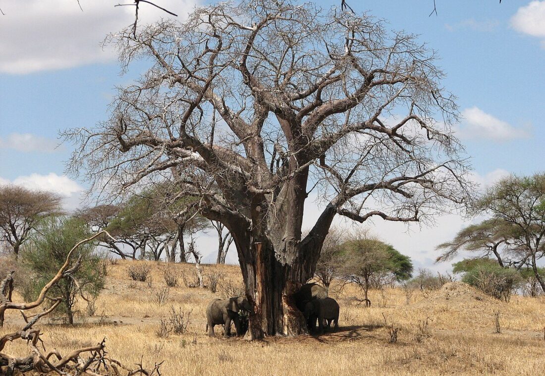 Elephants feeding beside a baobab in Tarangire National Park
