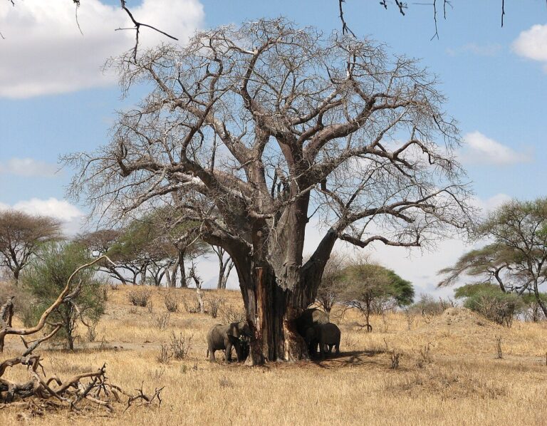 Elephants feeding beside a baobab in Tarangire National Park