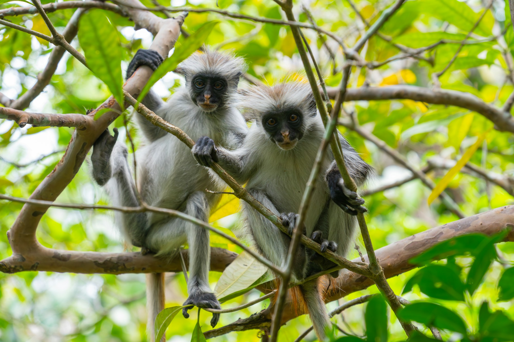 Zanzibar red colobus monkeys resting in the trees of Jozani Forest